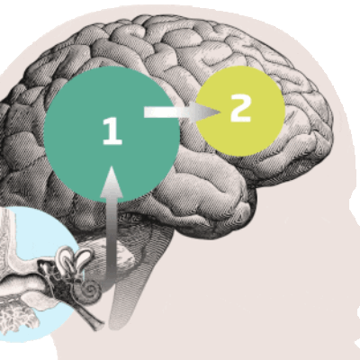 oído y cerebro